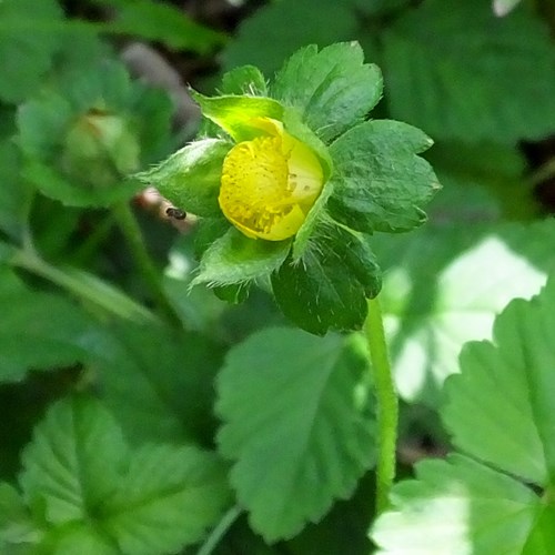Mock strawberryon RikenMon's Nature.Guide
