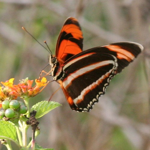 Banded Orange Heliconianon RikenMon's Nature.Guide
