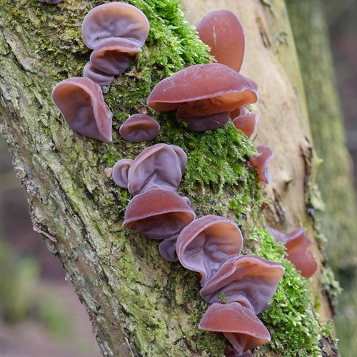 Wood earon RikenMon's Nature.Guide