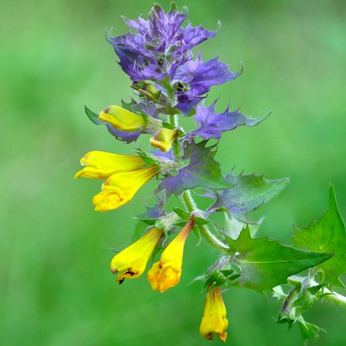 Melampyrum nemorosum [L.]on RikenMon's Nature.Guide