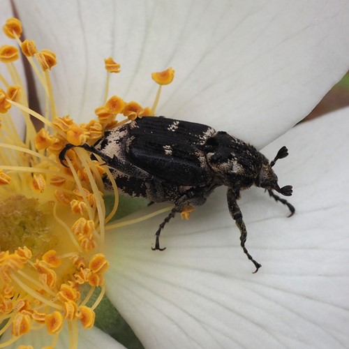Valgus hemipterus [L.]on RikenMon's Nature.Guide