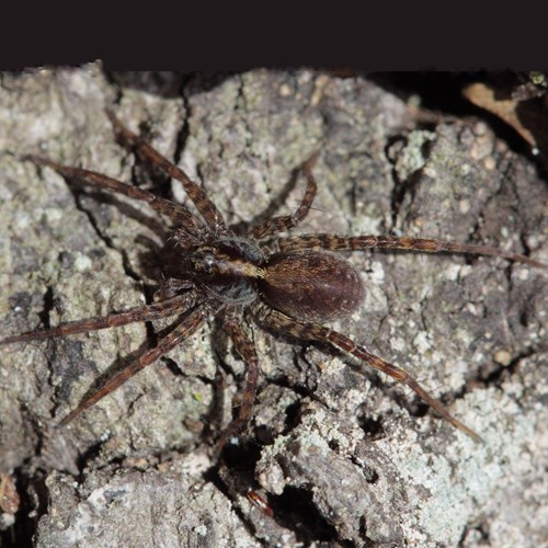 Pardosa lugubris [L.]on RikenMon's Nature.Guide