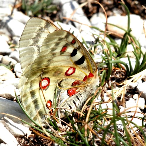 Phoebus Apolloon RikenMon's Nature.Guide