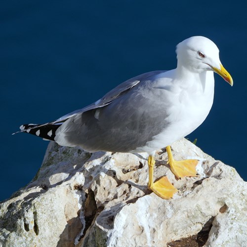 Yellow-legged gullon RikenMon's Nature.Guide