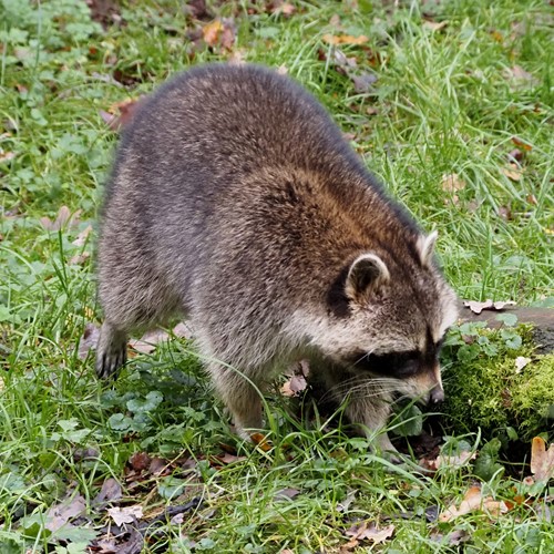 Raccoonon RikenMon's Nature.Guide