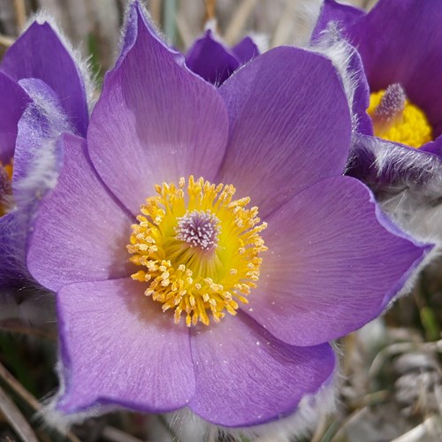 Haller's anemoneon RikenMon's Nature.Guide
