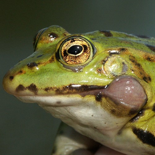 Edible frogon RikenMon's Nature.Guide