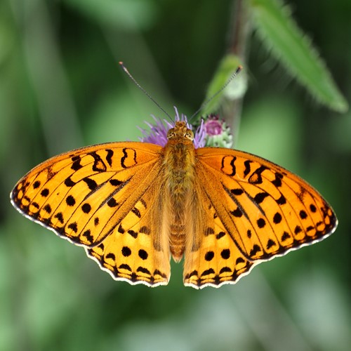 High brown fritillaryon RikenMon's Nature.Guide
