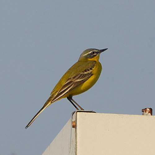 Yellow wagtailon RikenMon's Nature.Guide