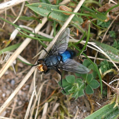 Fly of the deadon RikenMon's Nature.Guide