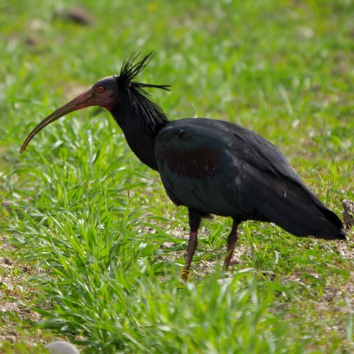 Northern bald ibison RikenMon's Nature.Guide