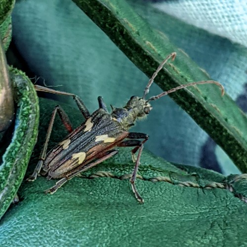 Rhagium bifasciatum [L.]Em Nature.Guide de RikenMon