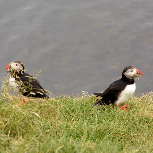 Atlantic puffinon RikenMon's Nature.Guide