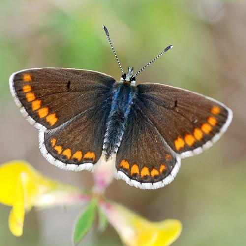 Brown arguson RikenMon's Nature.Guide