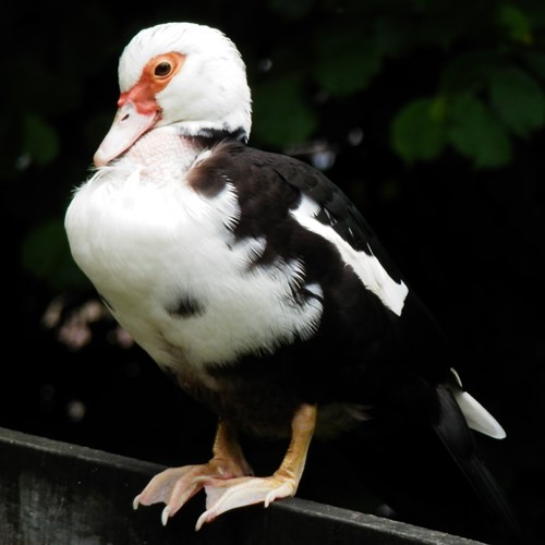 Muscovy duckon RikenMon's Nature.Guide