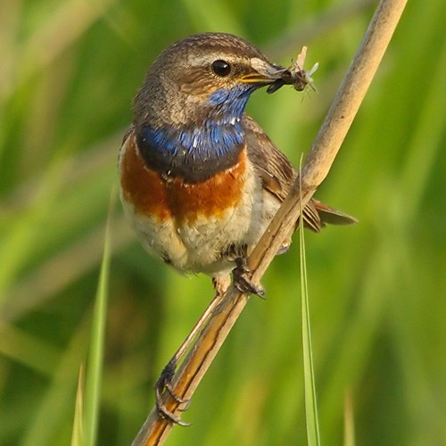 Bluethroaton RikenMon's Nature.Guide