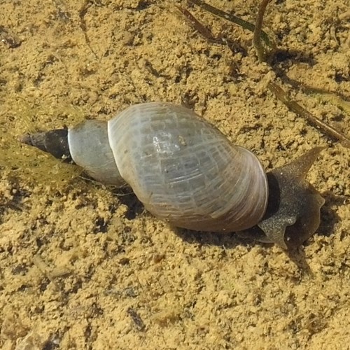 Great pond snailon RikenMon's Nature.Guide
