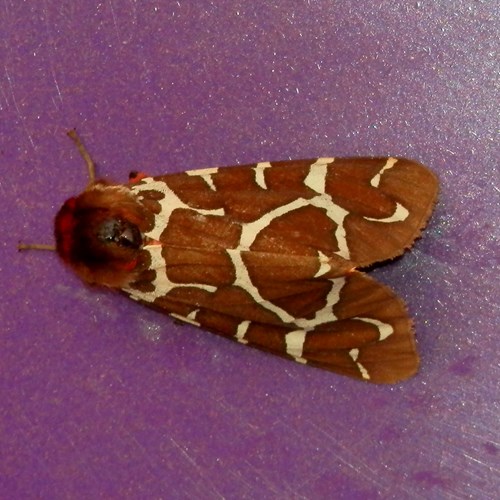 Garden tiger mothon RikenMon's Nature.Guide