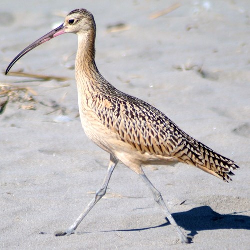 Whimbrelon RikenMon's Nature.Guide