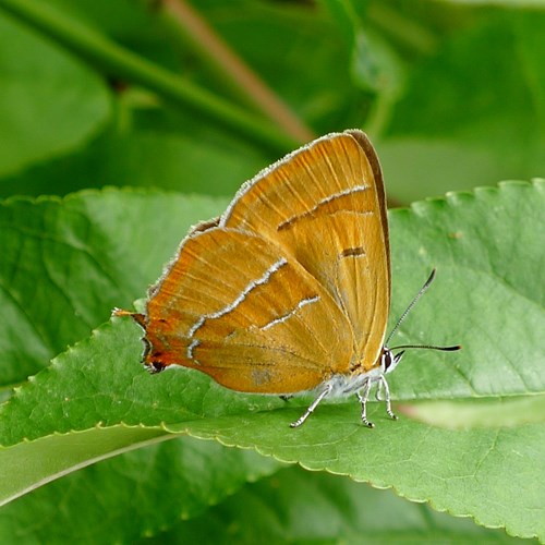 Brown hairstreakon RikenMon's Nature.Guide