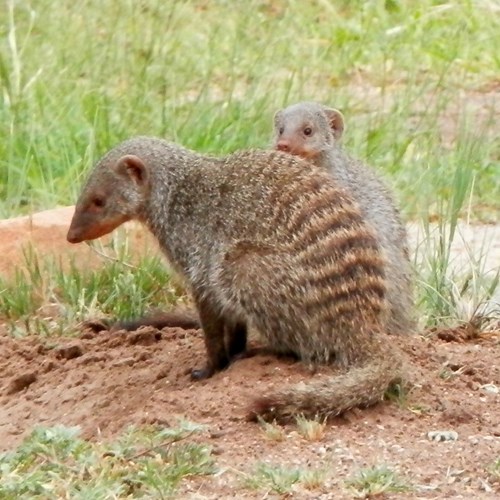 Banded mongooseon RikenMon's Nature.Guide