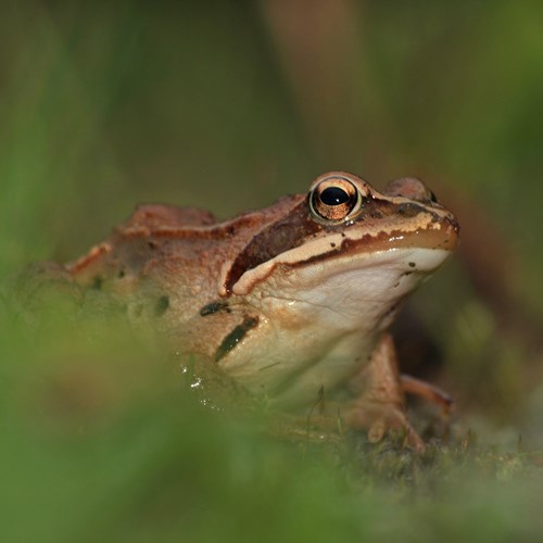 Moor frogon RikenMon's Nature.Guide