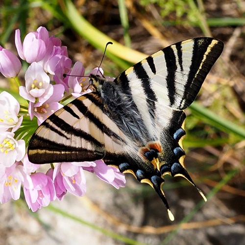 Southern scarce swallowtailon RikenMon's Nature.Guide