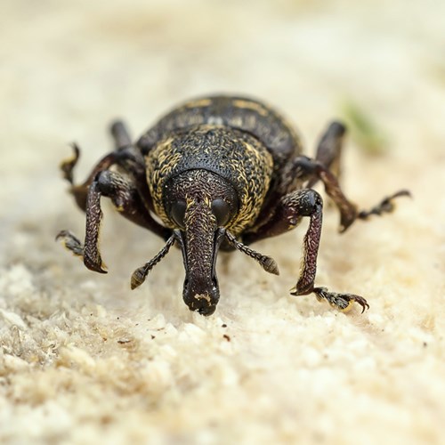 Large pine weevilon RikenMon's Nature.Guide