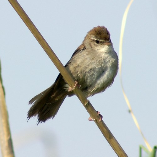 Cetti's warbleron RikenMon's Nature.Guide
