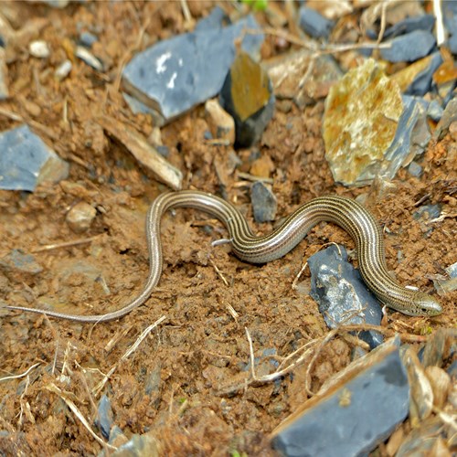 Western three-toed skinkon RikenMon's Nature.Guide