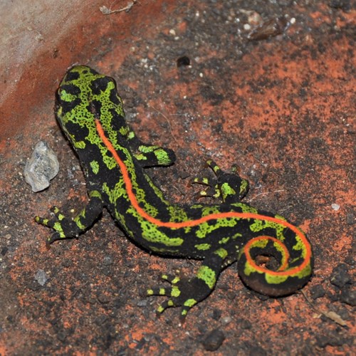 Marbled newton RikenMon's Nature.Guide