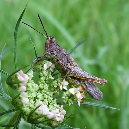 Chorthippus brunneus [L.]on RikenMon's Nature.Guide