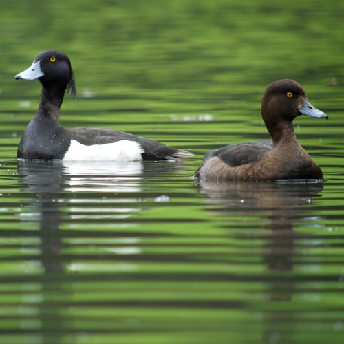 Tufted duckon RikenMon's Nature.Guide