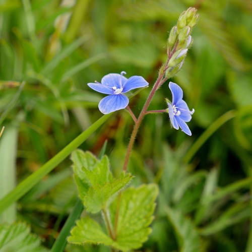 Germander speedwellon RikenMon's Nature.Guide