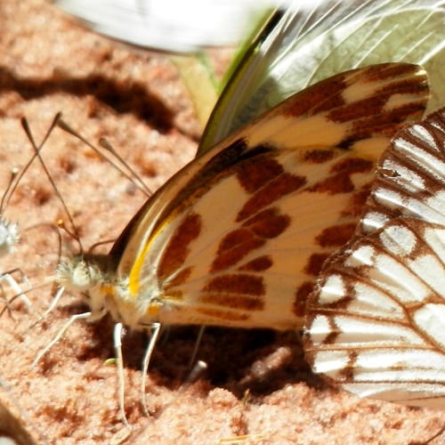 Zebra Whiteon RikenMon's Nature.Guide