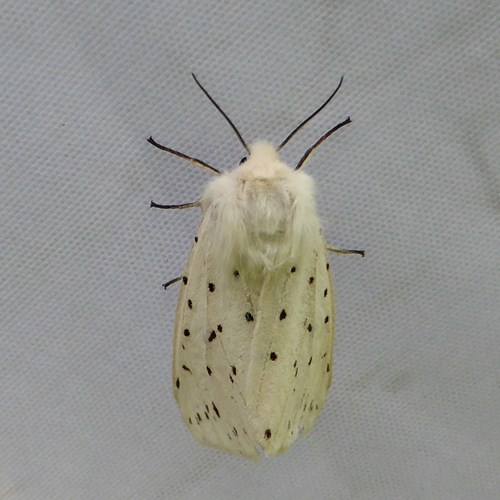 White Ermineon RikenMon's Nature.Guide