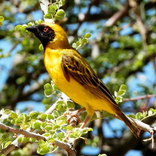 Southern masked weaveron RikenMon's Nature.Guide