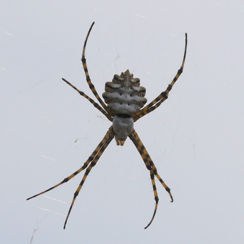 Argiope lobata [L.]on RikenMon's Nature.Guide