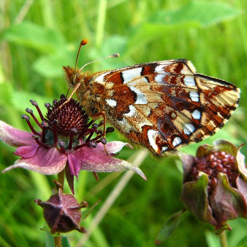Cranberry fritillaryon RikenMon's Nature.Guide