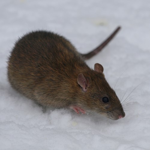Brown raton RikenMon's Nature.Guide