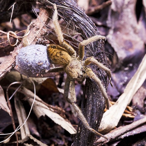 Cupiennius coccineus [L.]on RikenMon's Nature.Guide
