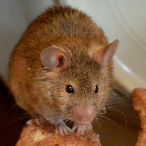House mouseon RikenMon's Nature.Guide