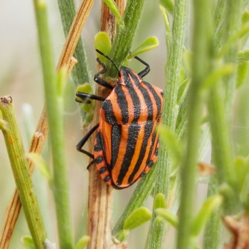Italian striped-bugon RikenMon's Nature.Guide