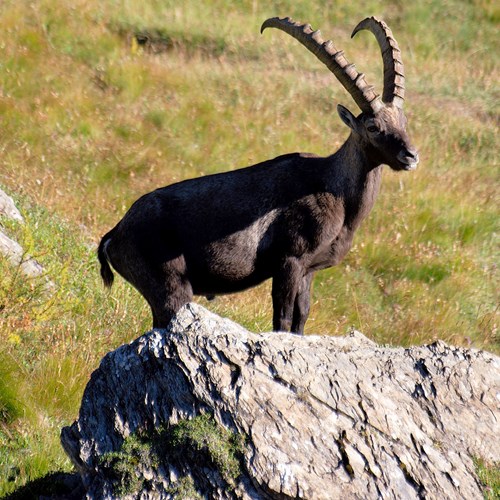 Alpine ibexon RikenMon's Nature.Guide
