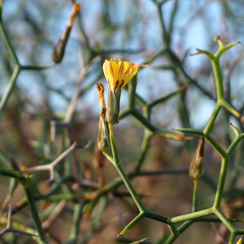 Launaea arborescens [L.]on RikenMon's Nature.Guide