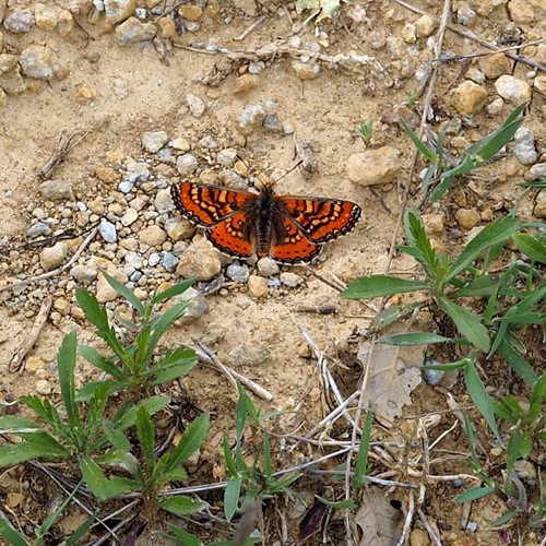 Spanish fritillaryon RikenMon's Nature.Guide