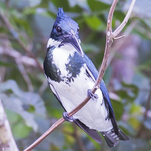 Amazon kingfisheron RikenMon's Nature.Guide