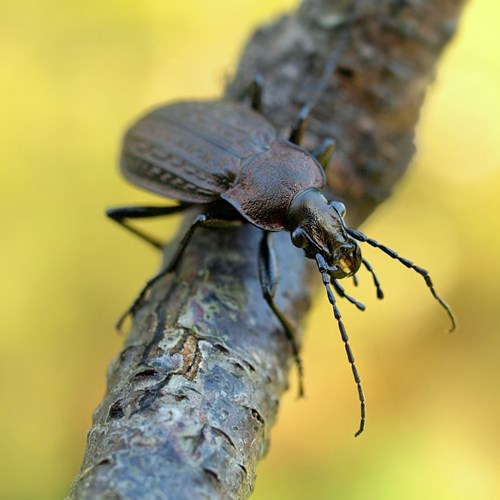 Carabus granulatus [L.]on RikenMon's Nature.Guide