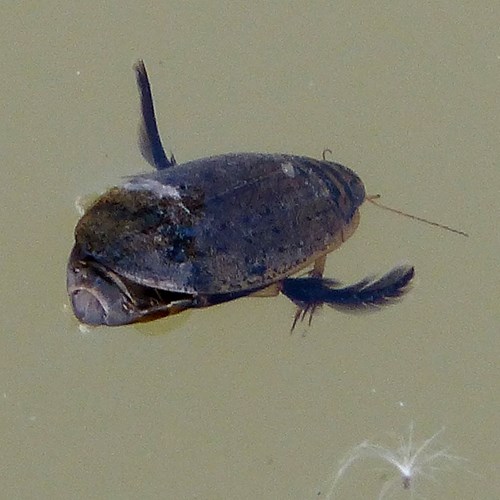 Lesser diving beetleon RikenMon's Nature.Guide