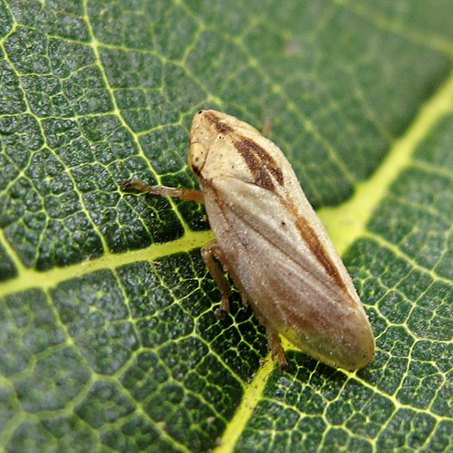 Cercope des présSur le Nature.Guide de RikenMon